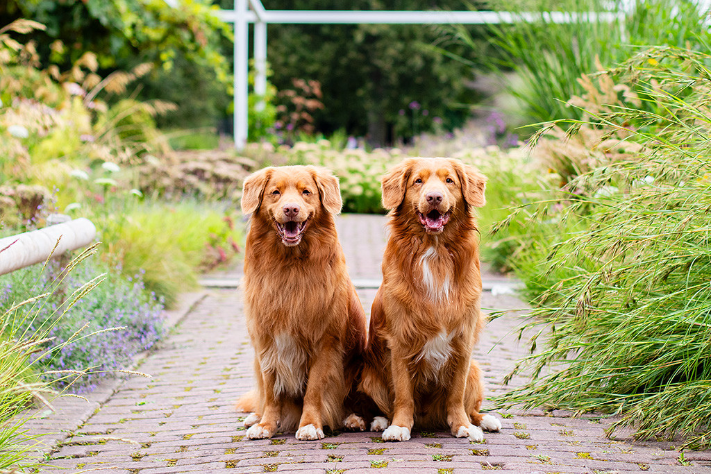 Edison und Newton sitzen nebeneinander im Park zwischen diversen Sträuchern