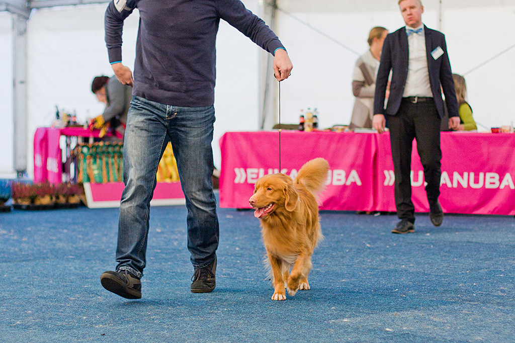 Edison läuft geführt von Stephan vom Richter weg