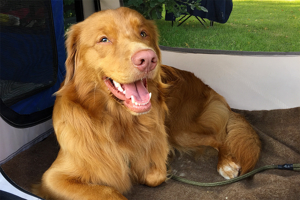 Edison liegt entspannt in seiner Hundebox und lächelt in die Kamera