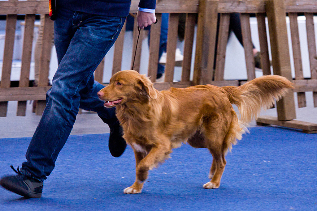 Edison showläuft mit Stephan