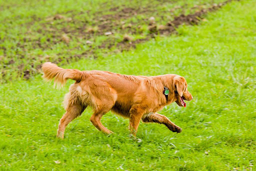 Edison läuft über eine Wiese
