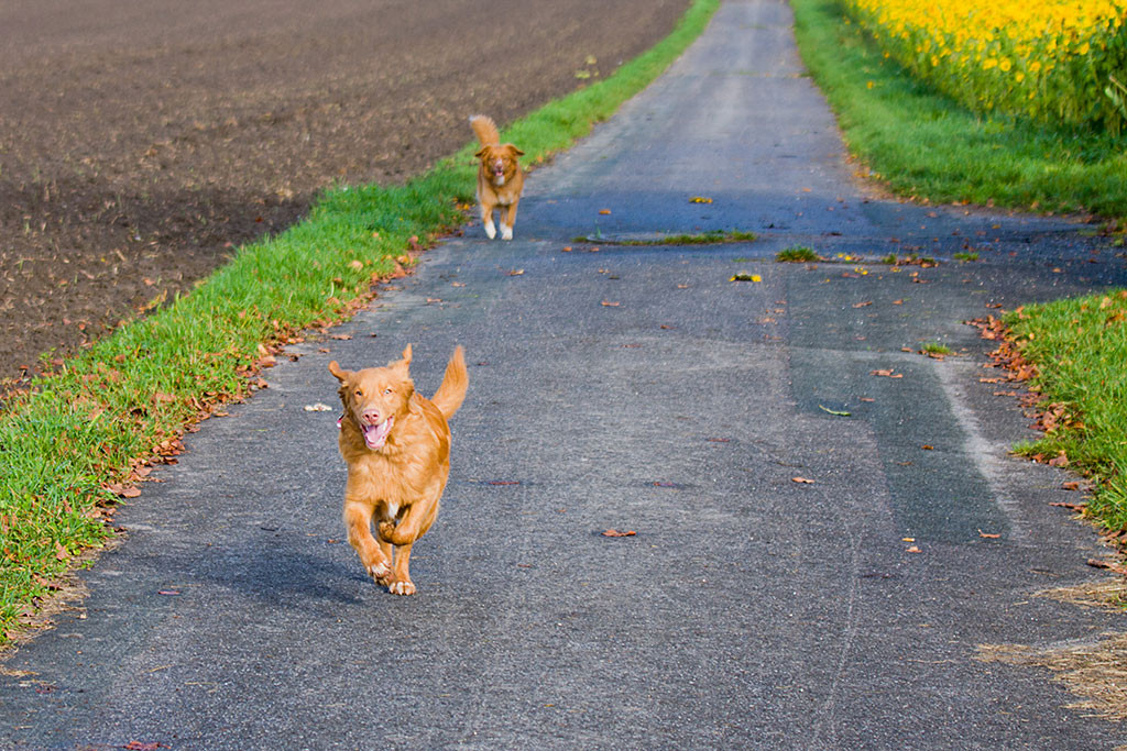 Edison kommt vor Frieda auf der Straße auf uns zugelaufen