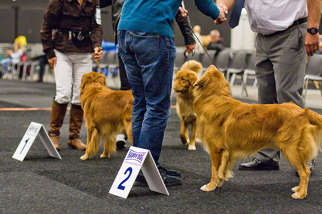 Edison steht mit Buccaneer the High Spirits Toller, Alba Nuadh Gwenny’s Working Secret und dem Richter bei den Platzierungtafeln