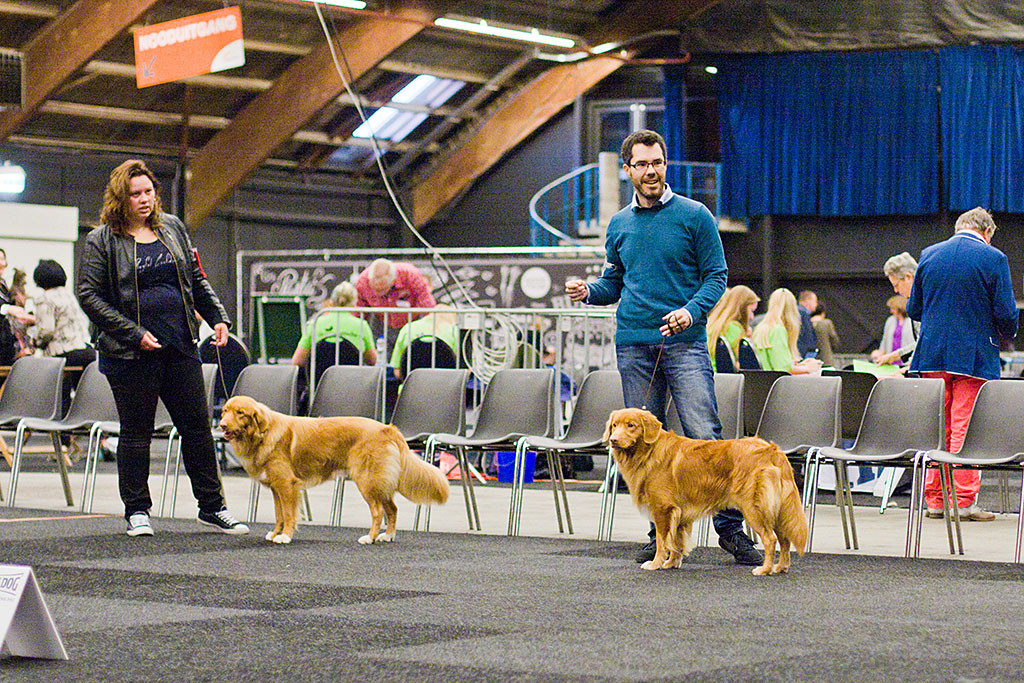 Edison und Alba Nuadh Gwenny’s Working Secret bei der Wahl zum besten Rüden