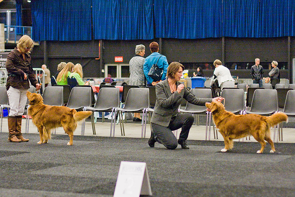 Wahl zum BOB des Tages Buccaneer the High Spirits Toller und Suncatcher’s Happy Hour