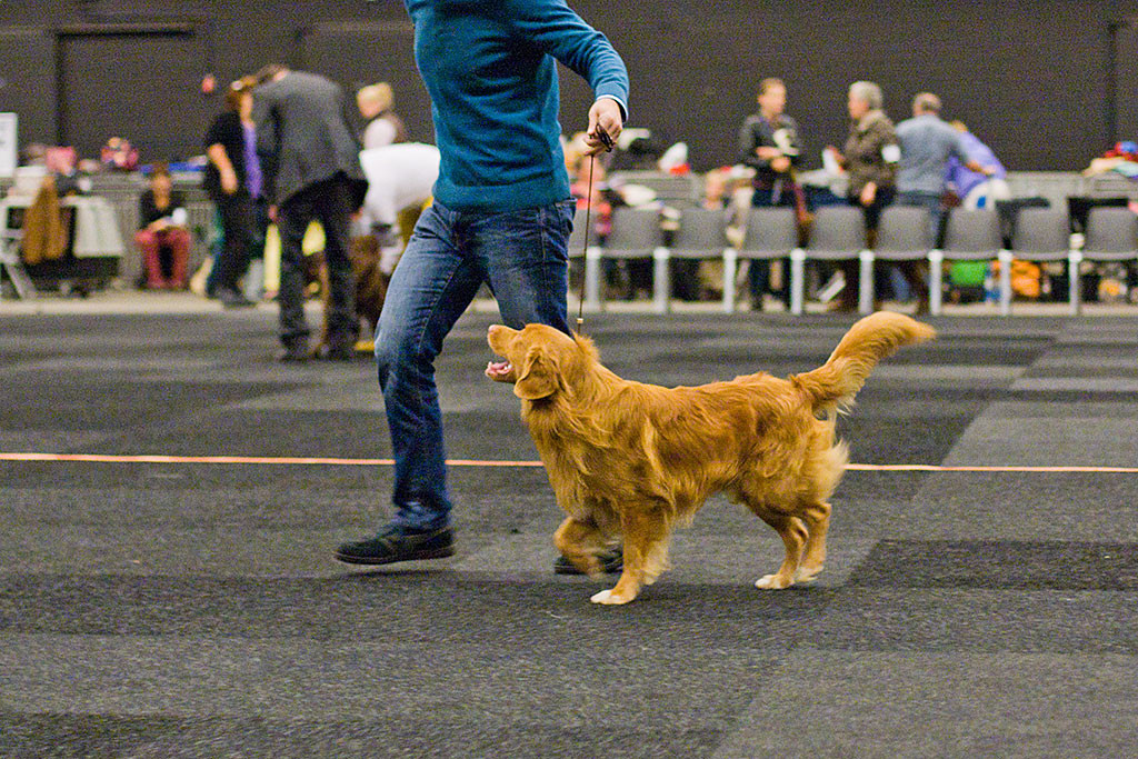 Edison läuft geführt von Stephan lächelnd durch den Ring