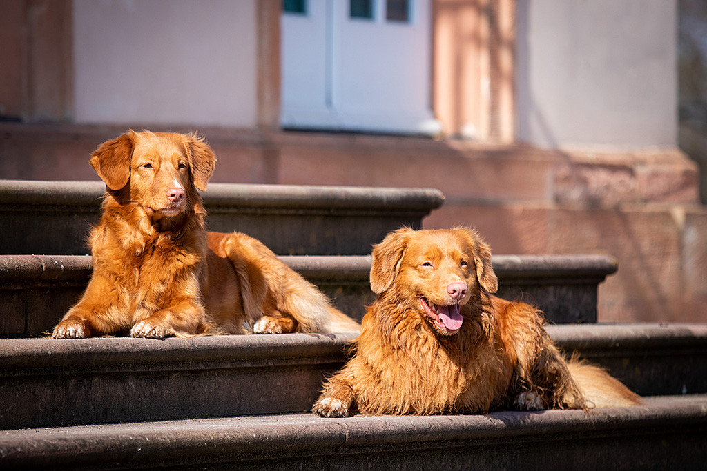 Edison und Ivalu liegen auf den Treppen von Schloss Schönbusch
