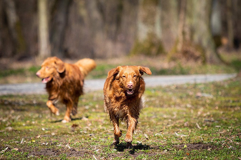 Ivalu sprintet auf die Kamera zu, im Hintergrund läuft Edison ganz gemächlich