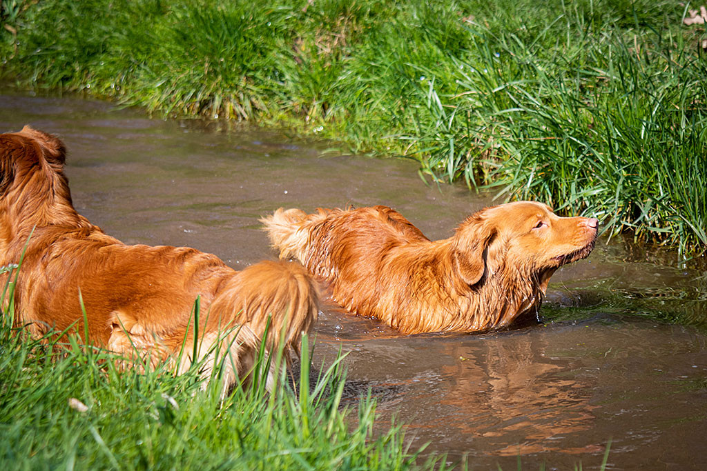 Edison steht neben Ivalu im Wasser, die das kühle Nass förmlich genießt