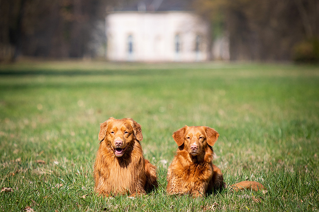Edison liegt lächelnd neben Ivalu auf einer großen Wiese