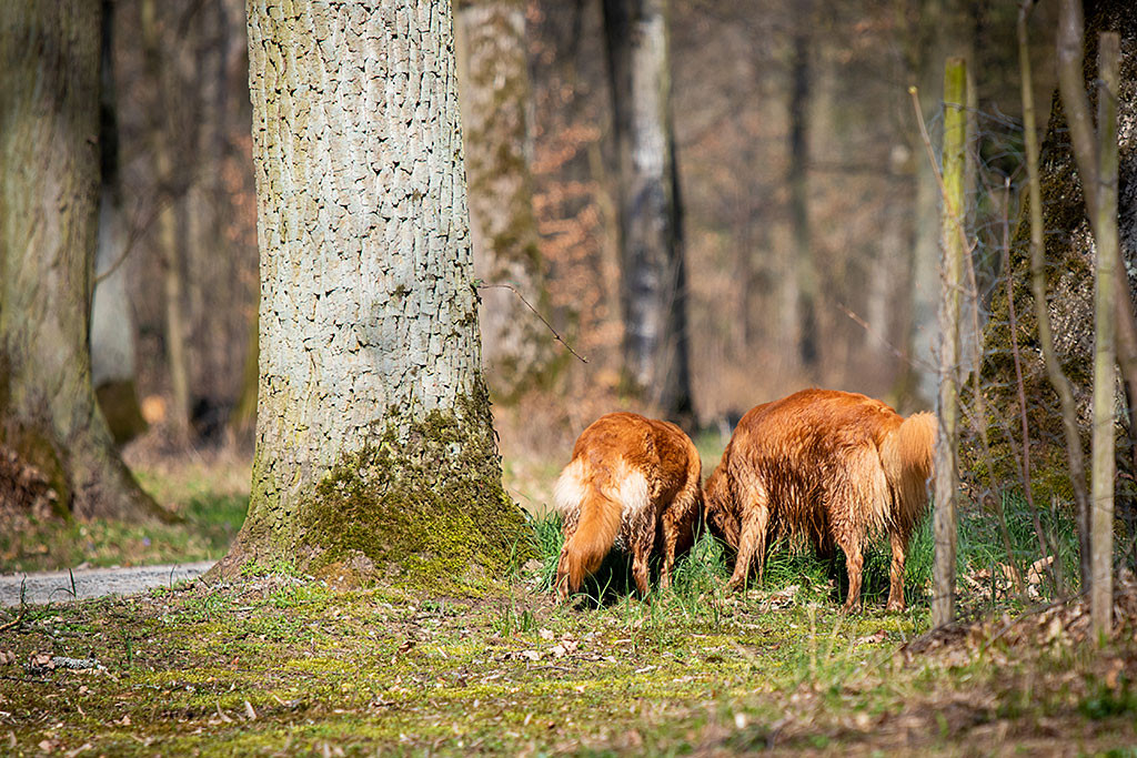 Edisons und Ivalus Rückenansicht, wie sie beide an einem Baum schnüffeln