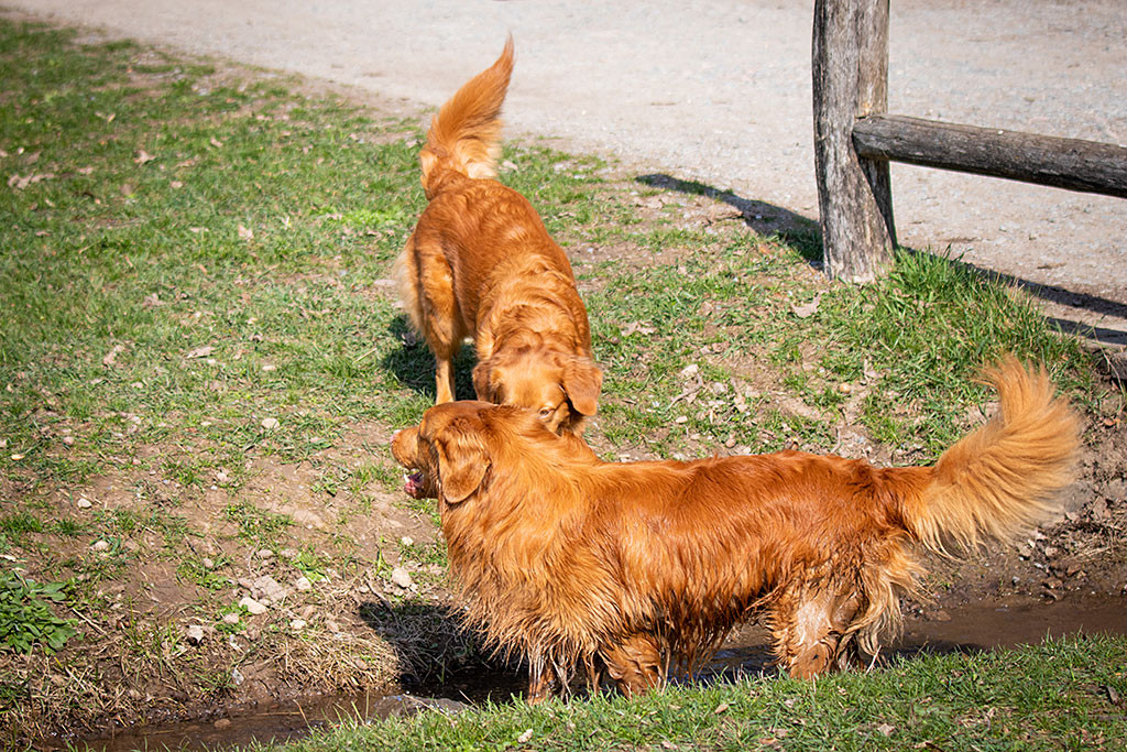 Edison steht mit allen Vieren im Wasser eines kleinen Baches, Ivalu schaut dabei zu