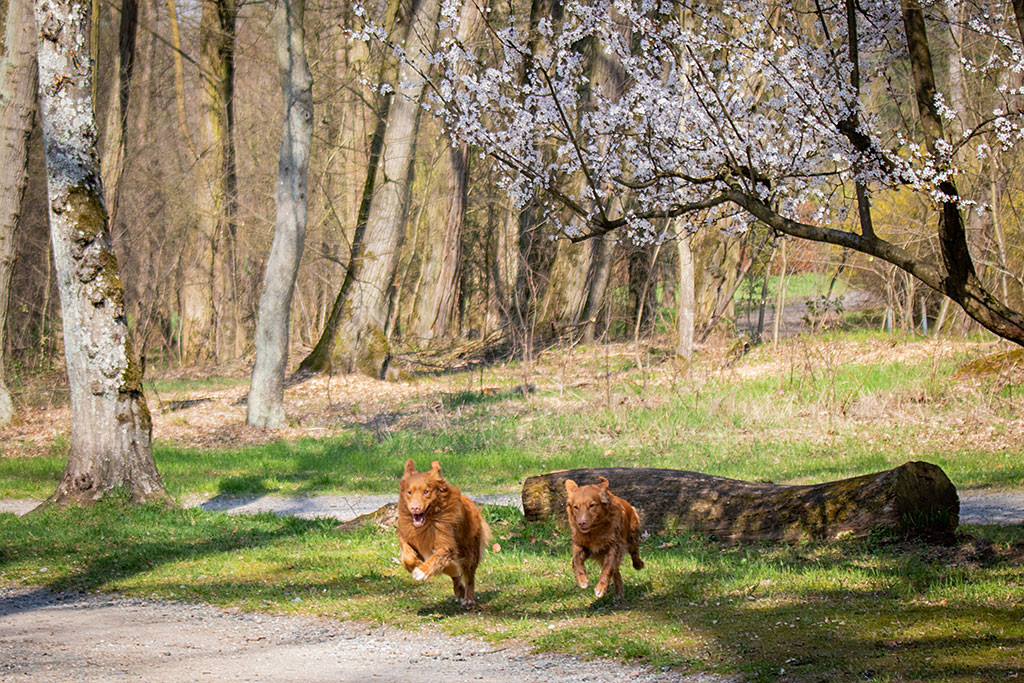 Edison und Ivalu stürmen auf die Kamera zu, im Hintergrund ist der Baumstamm, auf dem sie gerade noch saßen