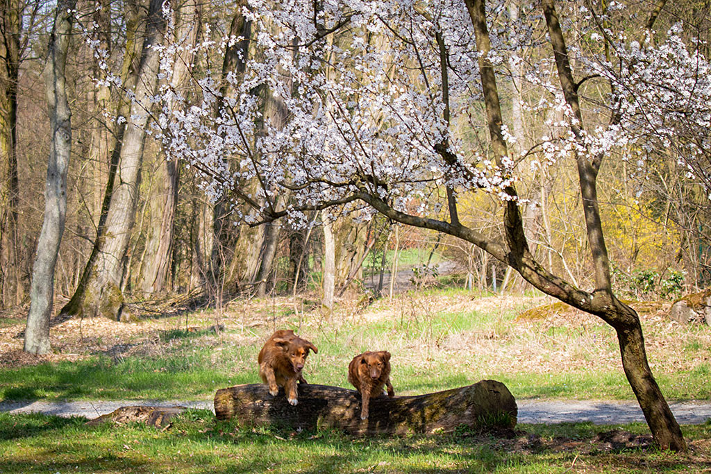 Edison und Ivalu beim Losstürmen vom Baumstamm