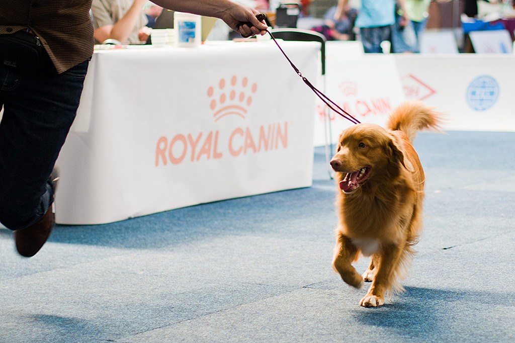 Edison läuft schelmisch grinsend an Stephans Seite durch den Ring