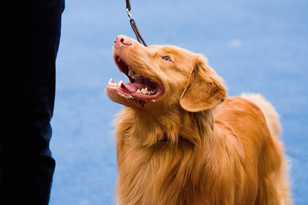 Edisons Kopf in Großaufnahme, wie er Stephan anhimmelt