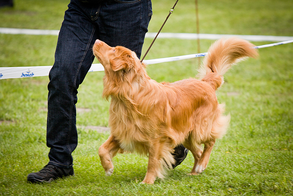 Edison läuft mit wehendem Fell neben Stephan und schaut dabei zu ihm hoch
