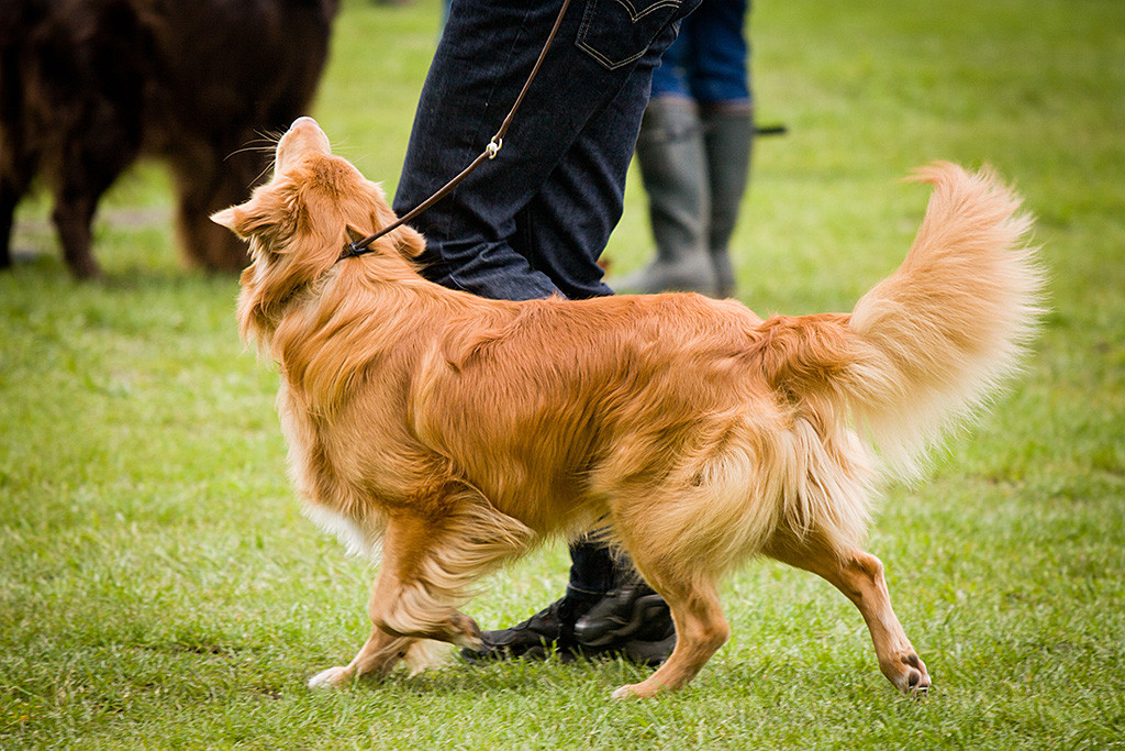 Edison läuft mit stolz getragener Rute neben Stephan durch den Ring