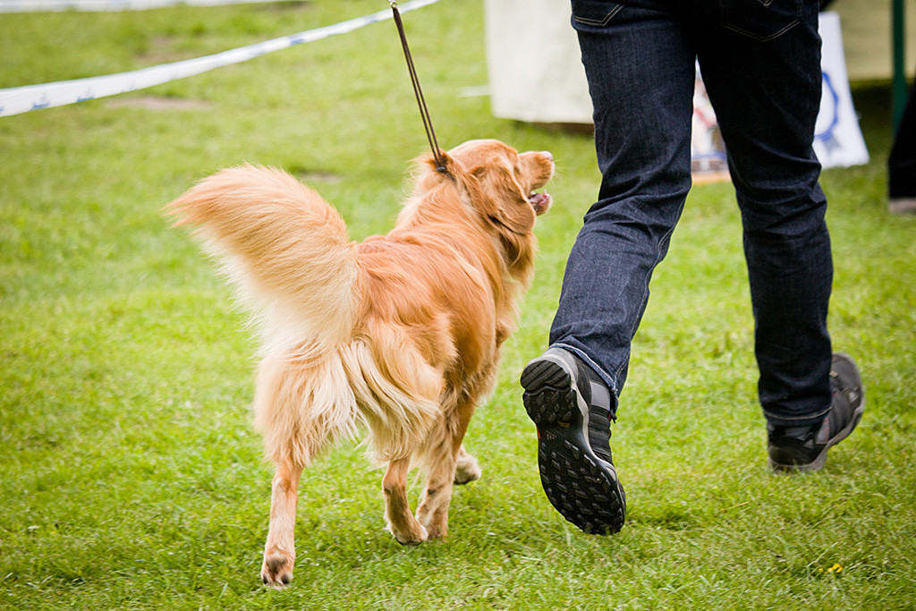 Edison läuft geführt von Stephan die gerade Bahn auf den Richter zu