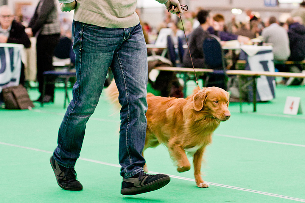 Edison läuft geführt von Stephan auf einer Geraden ernst dreinschauend durch den Ring