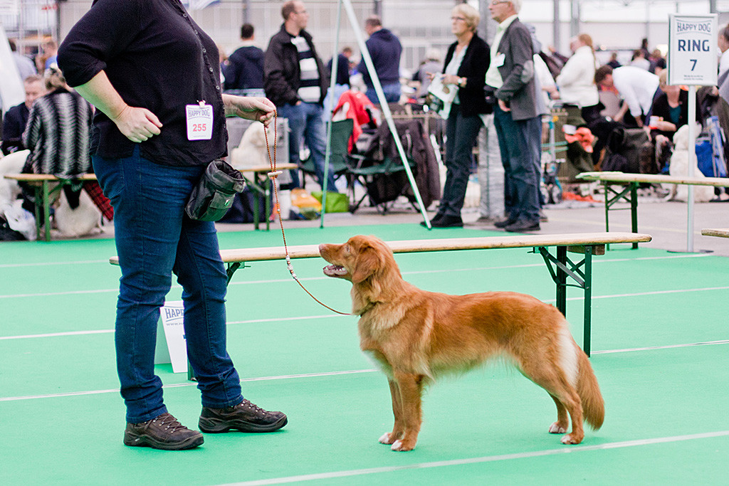 Rassebeste »Red's Giggle Juice From Cashel Vale«