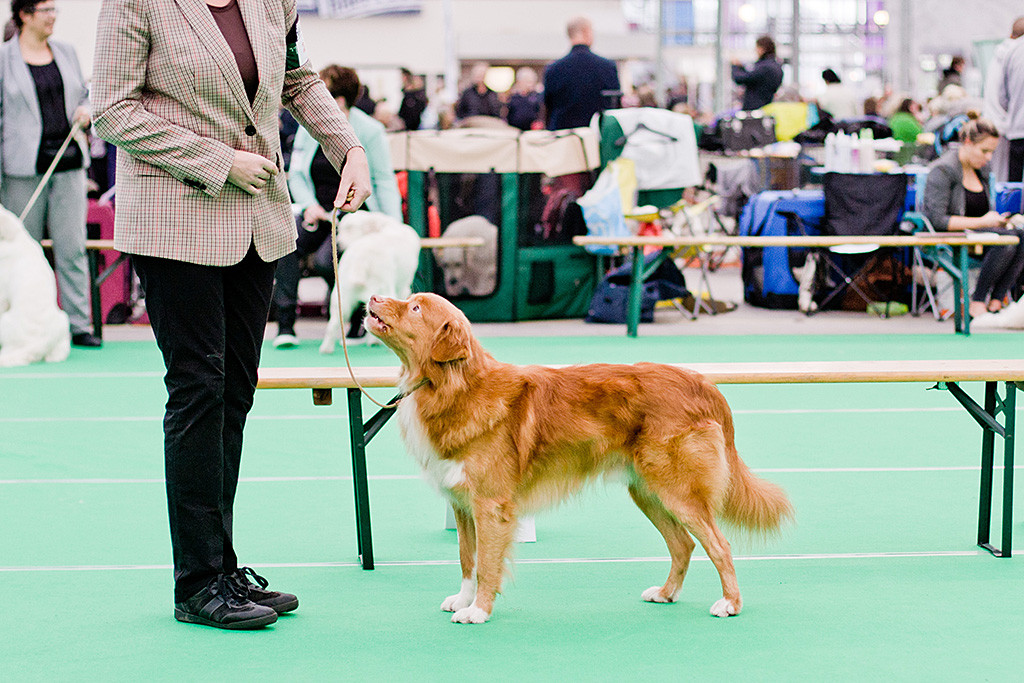 »Manitou's Sparkling Joppe«, bester Rüde am heutigen Tag