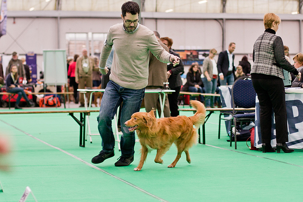Edison läuft geführt von Stephan auf einer Kreisbahn lächelnd durch den Ring