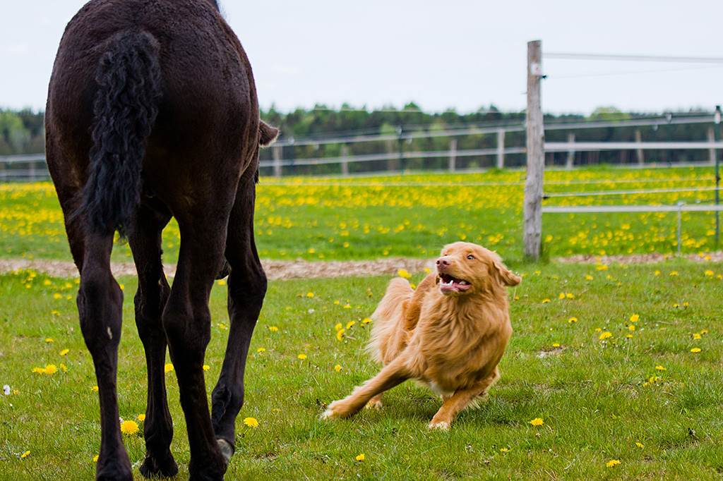 Edison versucht das Friesen-Fohlen Adele zum Spiel aufzufordern