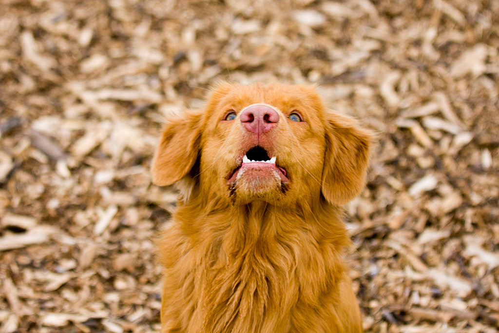 Edison schaut mit halb geöffnetem Mund nach oben kurz bevor das Leckerchen angeflogen kommt