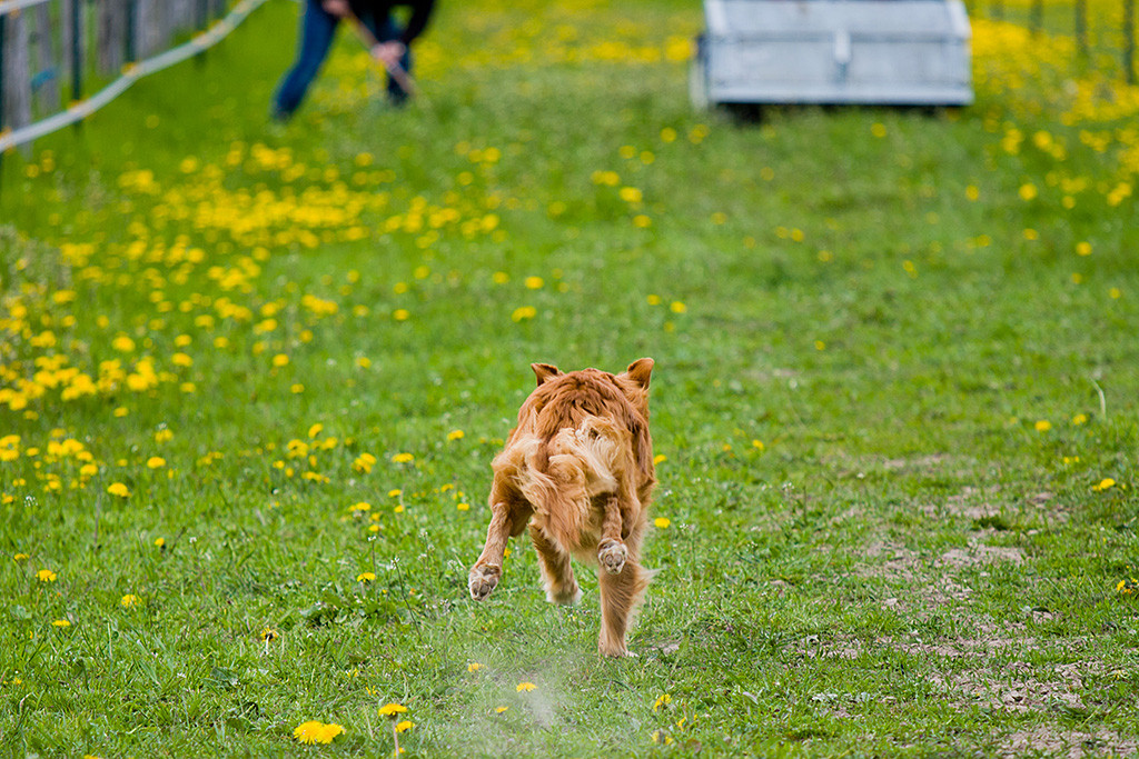 Edison von hinten wie er die Brache runterrennt
