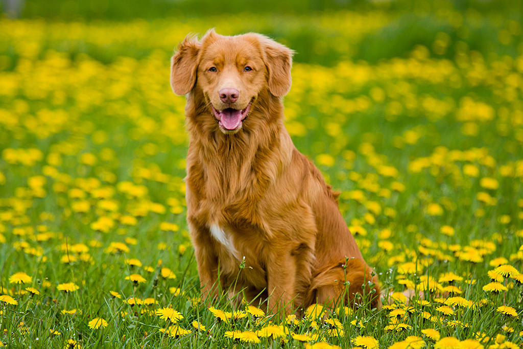 Edison sitzt lächelnd in die Kamera schauend in einem Meer von gelben Löwenzahn