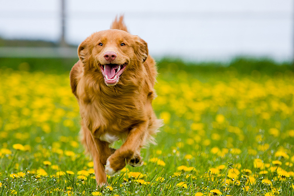 Edison läuft lächelnd auf die Kamera zu