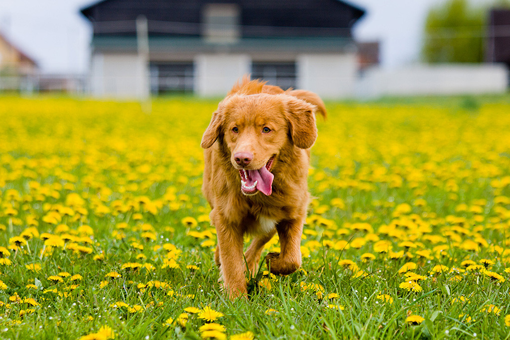 Edison läuft  durch ein Meer von gelben Löwenzahn während die Zunge heraushängt