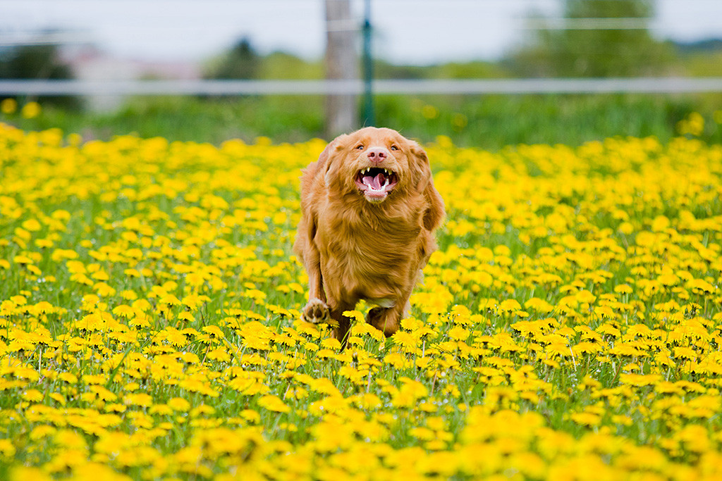 Edison sprintet durch ein Meer von gelben Löwenzahn auf die Kamera zu