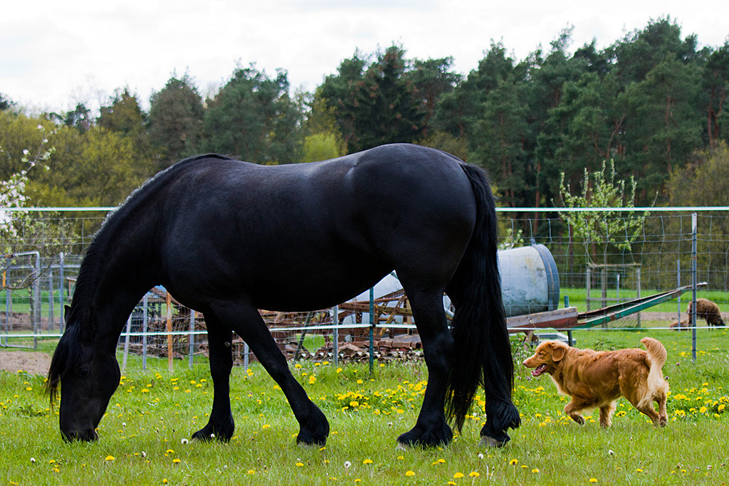 Edison umkreist ein Friesen-Pferd, das auf der Wiese grast