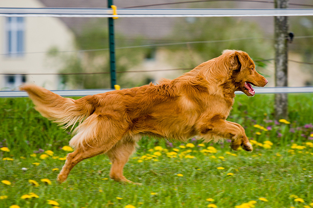 Edison im Galopp von der Seite
