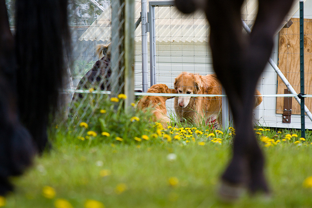 Edison begrüßt Hoverward-Hündin Aische durch den Zaun