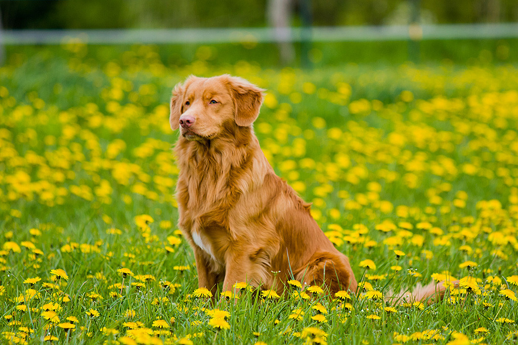 Edison sitzt ernst schauend in einem Meer von gelben Löwenzahn