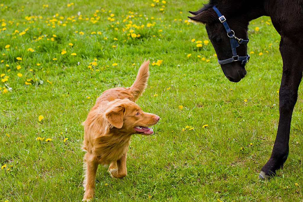 Edison und das Friesen-Pfohlen Adele nehmen Kontakt auf