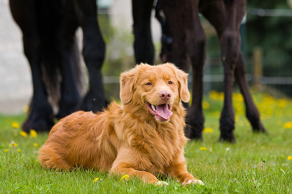 Edison liegt vor zwei Friesen entspannt und lächelt