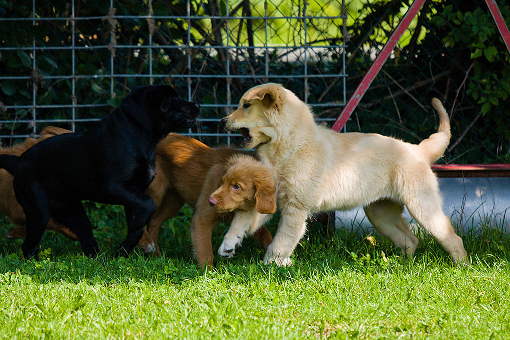 Edison zwischen schwarzen und cremefarbenen Golden Retriever