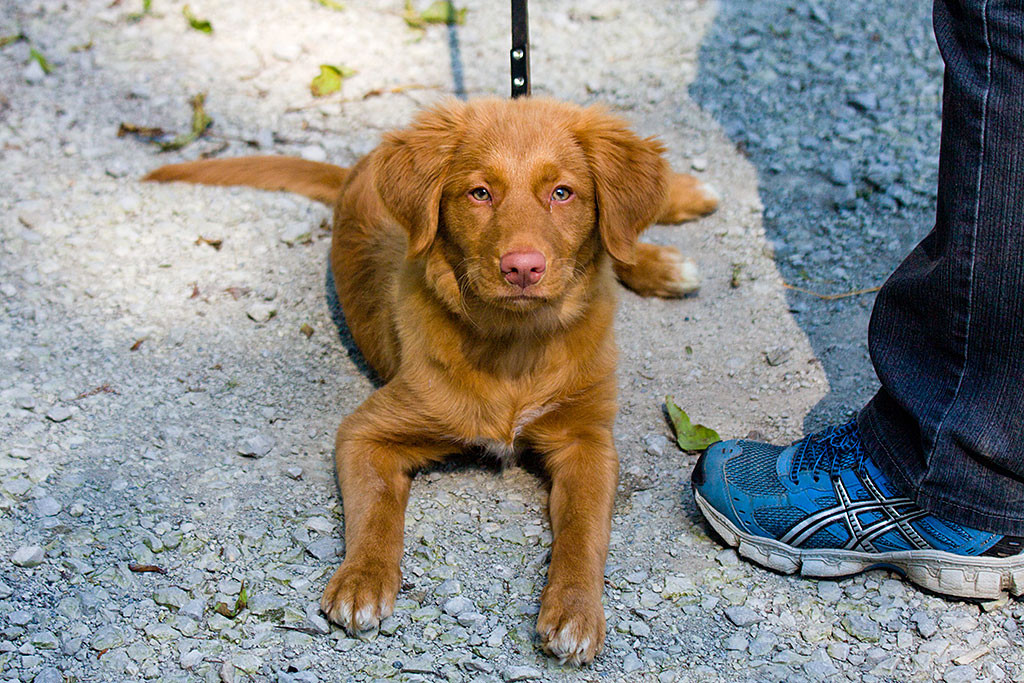Aika liegt und schaut frontal in die Kamera