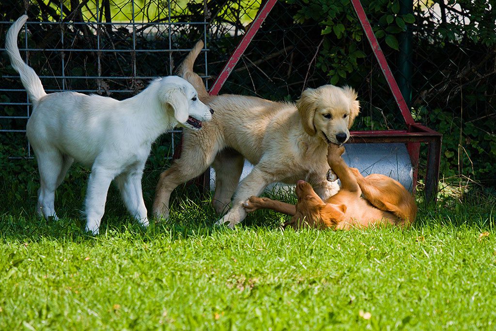 Edison liegt vor einem cremefarbenen und weißen Golden Retiever auf dem Rücken