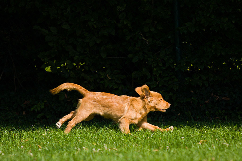 Edison sprintet auf der Wiese