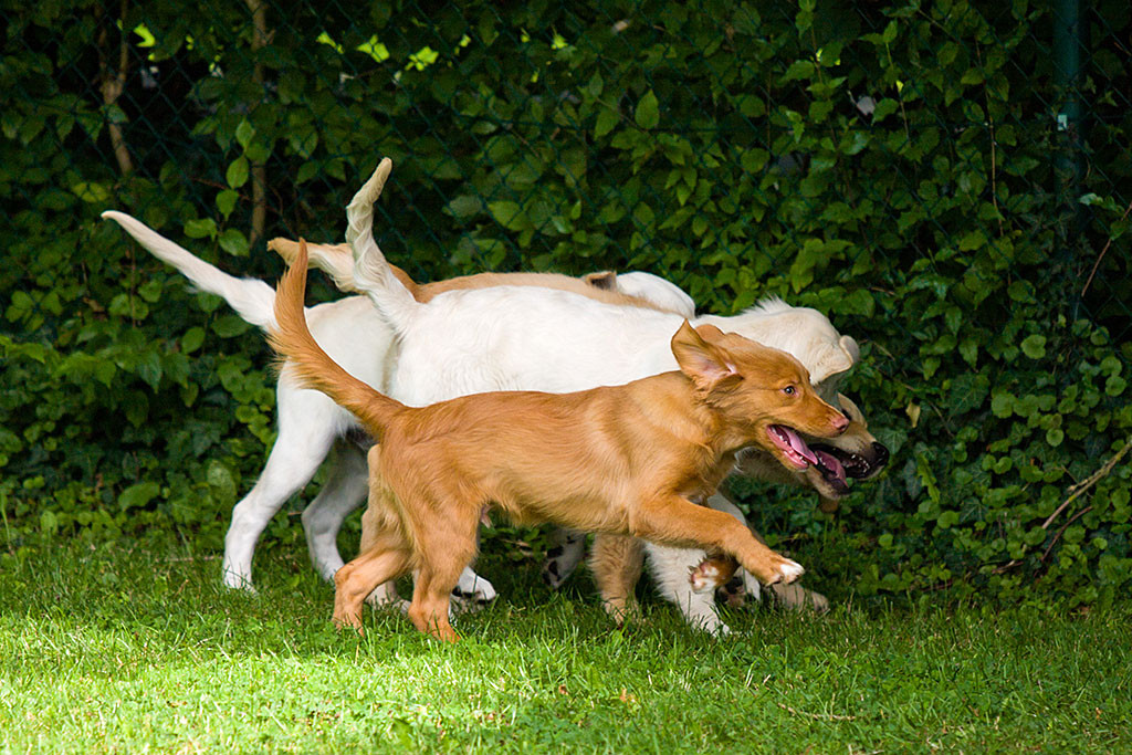 Edison spielt mit drei Golden Retrievern