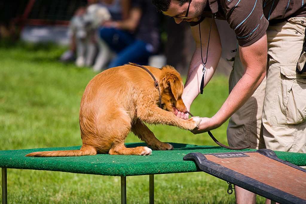 Edison gibt Pfötchen