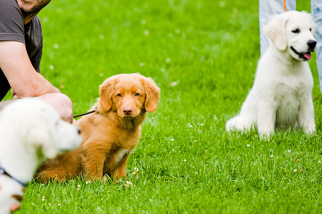 Edison sitzt vor Stephan und schaut zu einem Golden