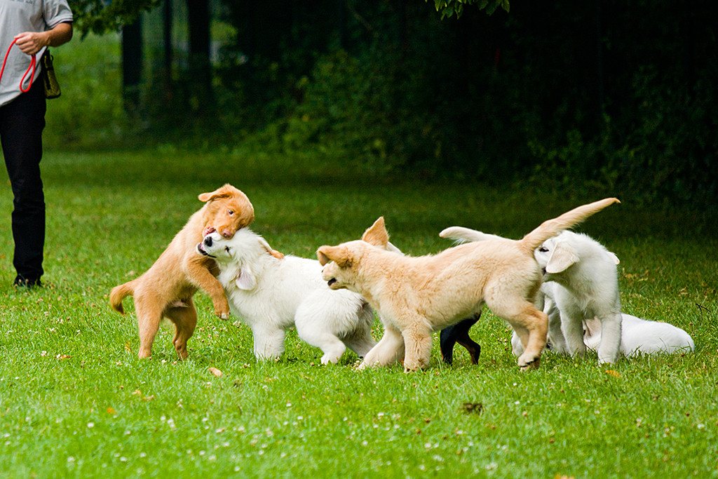 Edison macht beim Welpenspielen den Schnauzgriff bei Lina
