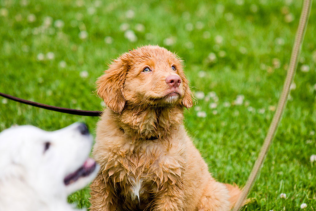 Edison schaut mit nassem Fell angeleint nach oben