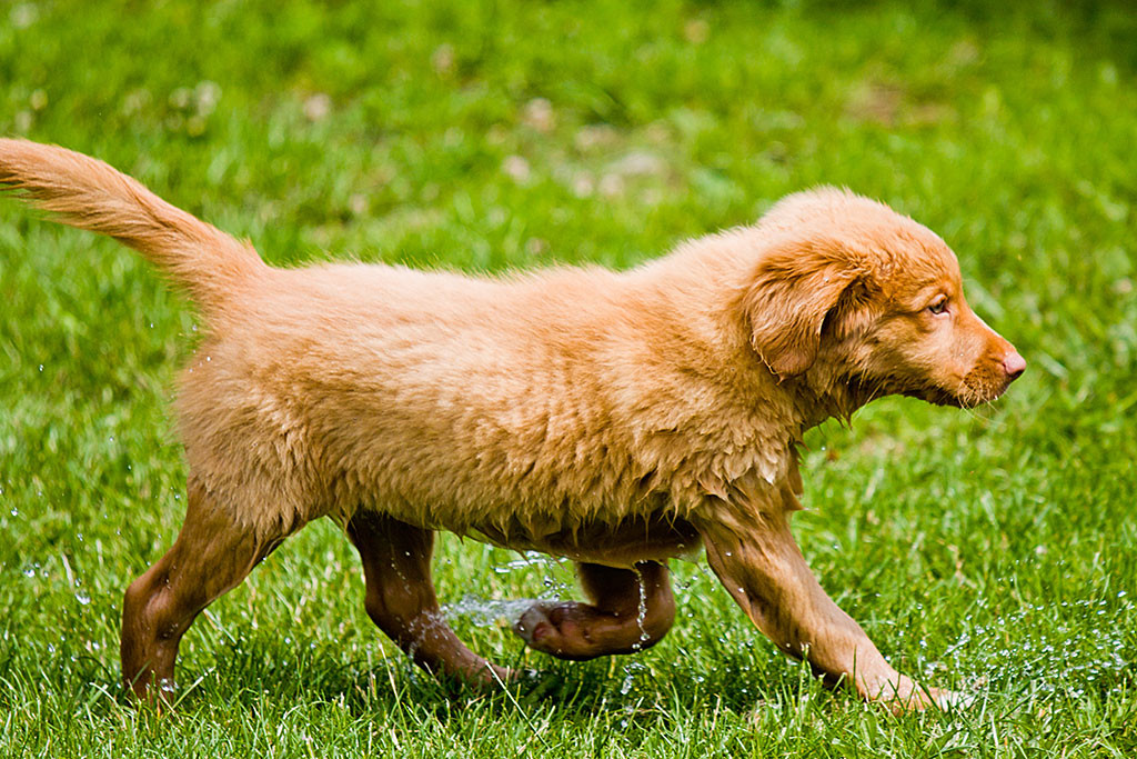 Edison schreitet klitschnass und stolz über die Wiese